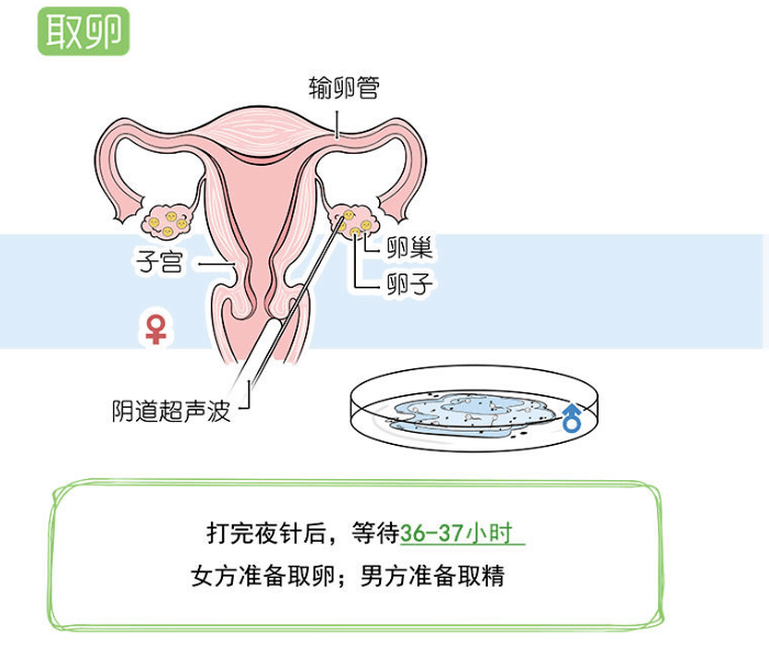 武汉三十五岁高龄女性试管成功率数据解读
